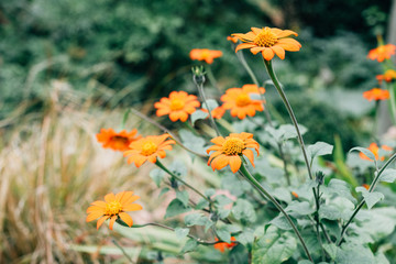 Orange gerber daisies flowers blooming in nature