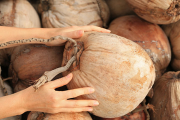 Big Coconut In A Female Hands Against A Background Of Coconuts