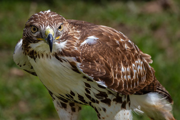 Red-tailed Hawk. Buteo jamaicensis.