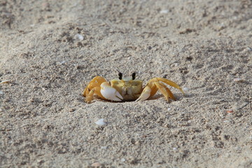 Sand crab on the beach