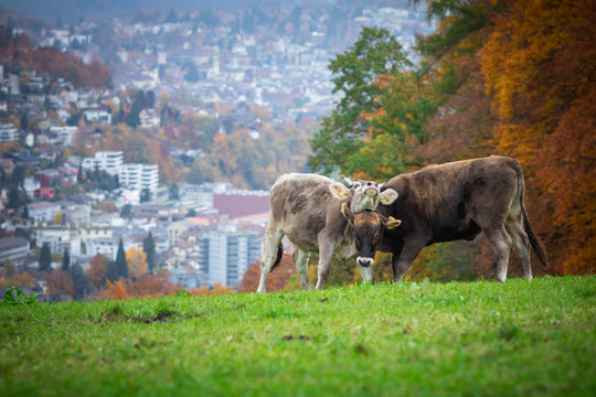 farmer picture - funny cow fighting and playing for food in alps green meadow grass at autumn with view on the city in switzerland near the forest in hills 