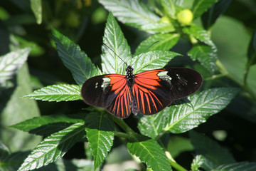Red and Black Butterfly on a bush, close-up