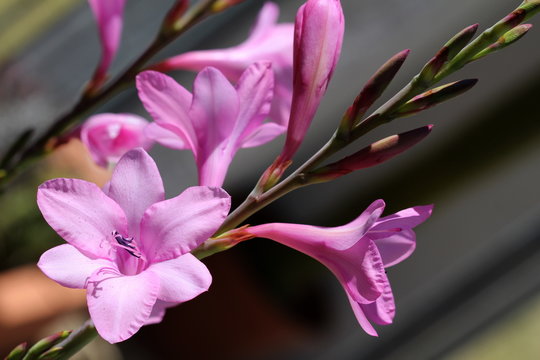 Close up of pink Watsonia flowers.