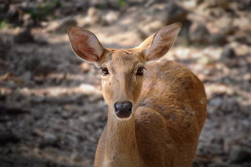 Close up portrait of young deer looking at camera