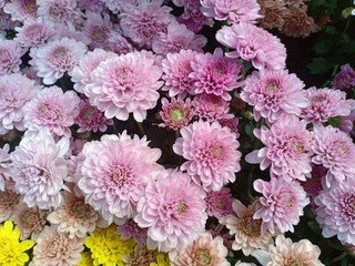 Chrysanthemum flowers blooming volume 895555523