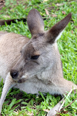 A lazy kangaroo resting in the grass without a care in the world
