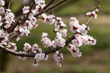Beautiful white and pink apricot blossom tree in spring time. Close up view of fruit tree flowers. Floral bacground.