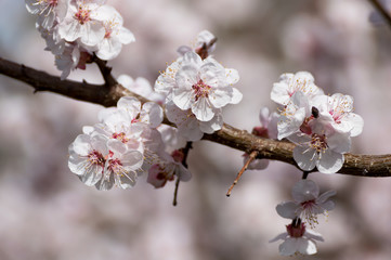 Beautiful white and pink apricot blossom tree in spring time. Close up view of fruit tree flowers. Floral bacground.
