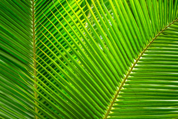 Green Palm Leaves Background at day