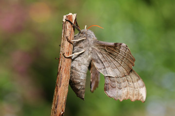 The side view of a beautiful Poplar Hawk-moth (Laothoe populi) perching on a plant stem.