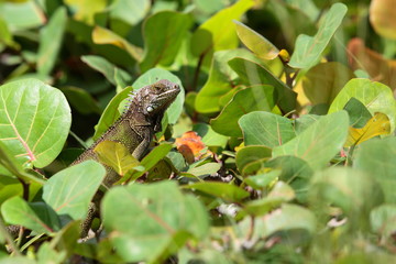 Parrot and lizard in the green thickets in Aruba