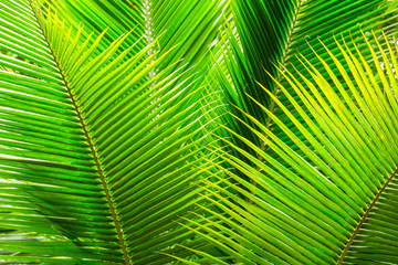 Green Palm Leaves Background at day