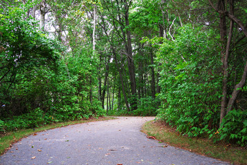 An asphalt path wags in the park between the trees