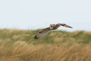 A Short-eared Owl (Asio flammeus) hunting over the moors on Orkney, Scotland.