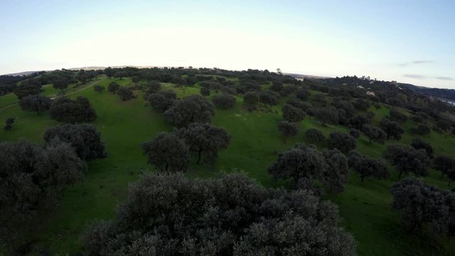 4K, Top aerial view of Dehesa with grassfields and oaks in farmland fields of Spain countryside a panorama. Cultural landscape spanish. Elevated view of Dehesas usually destined for pasture-Dan