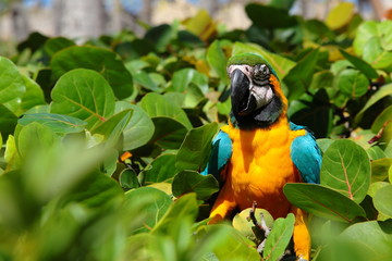 Parrot and lizard in the green thickets in Aruba