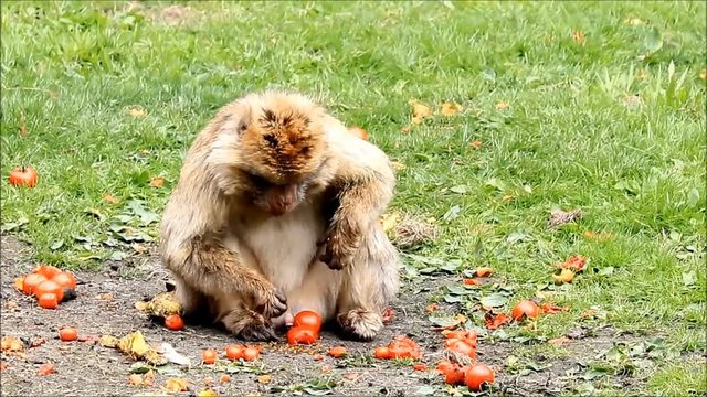 Barbary monkey eats tomatoes, zoom in