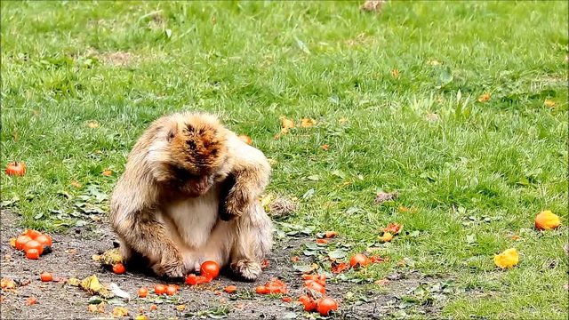 Barbary monkey eats tomatoes, zoom in