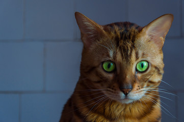 Beautiful home Bengalese cat