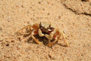 sea crab on a sandy seashore close-up