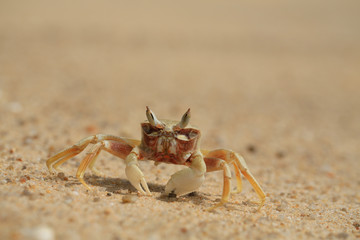 Fototapeta na wymiar sea crab on a sandy seashore close-up