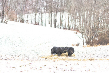 Angus cows eating hay in a snow storm - landscape
