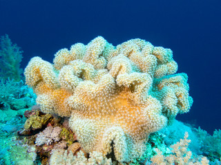 Naklejka na ściany i meble Colorful coral reef at the bottom of tropical sea, underwater landscape.