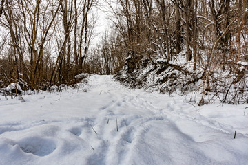 Low angle deer tracks in snow on path in the woods