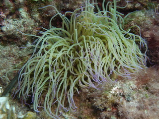 Snake-locks anemone with pink tips on its tentacles