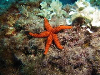 Red Starfish in the ocean