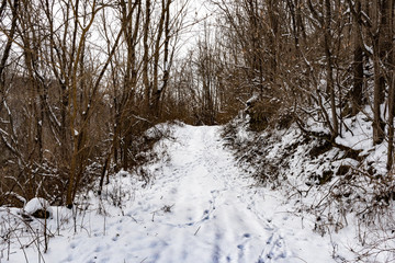 Snowy path thru woods with tracks