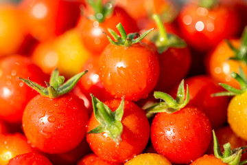 juicy cute tomatoes fresh from farm