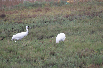 Whooping cranes in Aransas National Wildlife Refuge