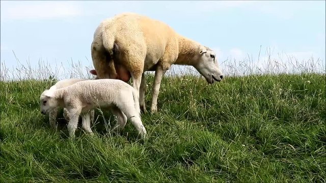 ewe and lambs grazing on dike