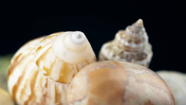 Sea shell rotating. Close up 4k footage.