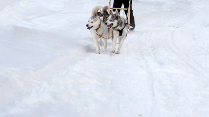Husky sled driven sleigh. Northern dogs running through the snow in harness. 