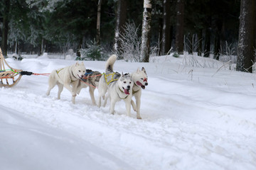 Fototapeta na wymiar Husky sled driven sleigh. Northern dogs running through the snow in harness. 
