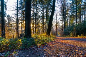 Enchanting warm sunset light coming through trees alongside forest hiking trail