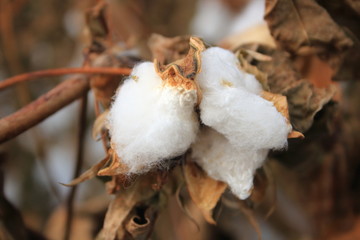 ふわふわのリクチメン（アオイ科）