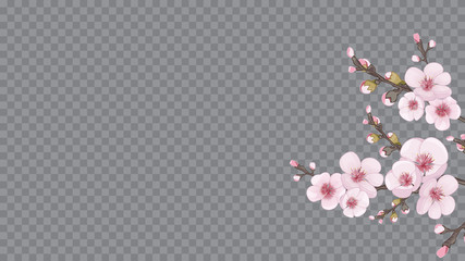 Handmade background in Chinese style. Flying sakura flowers. The idea of textile design, wallpaper, packaging, printing. Magenta on transparent background.