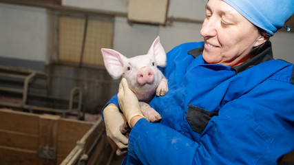 Züchterin hält Ferkel im Schweinestall, Frau Landwirtschaft