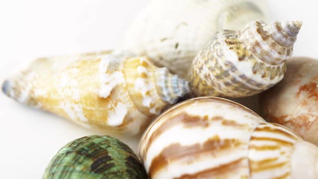 Sea shell rotating. Close up 4k footage.