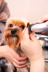 Yorkshire Terrier getting his hair cut