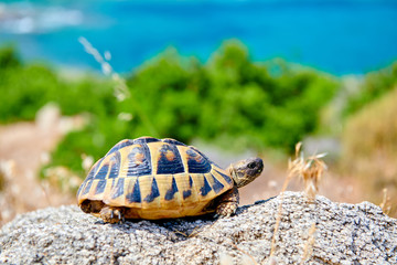 Fototapeta premium Żółw pudełkowy na skale