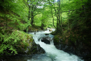 spring in the mountain