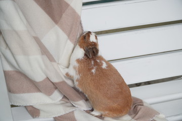 rabbit white-brown sitting on a blanket. carefully or anxiously looking at the camera. Easter is coming. pet