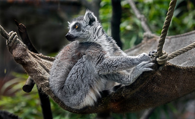 Ring-tailed lemur in the hammock. Latin name - Lemur catta