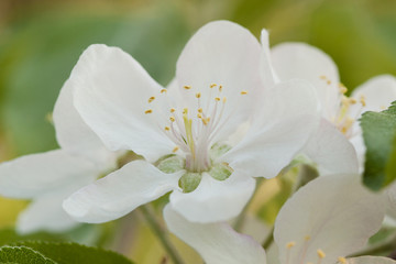 Naklejka na ściany i meble beautiful white tender flowers of apple tree on a branch