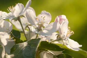 beautiful white tender flowers of apple tree on a branch