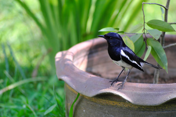 Black and white birds 